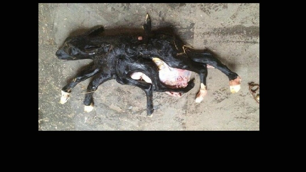 Den sjubeinte kalven ble født med tarmene utenfor magen og var død. Foto: Martin Nilsson