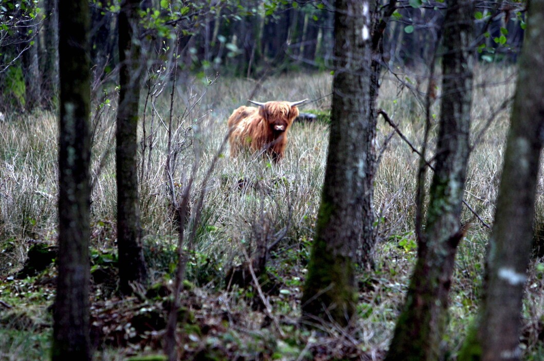 Flere har fått opp øynene for at kastrerte ungokser på utmarksbeite er en stor mulighet. Foto: colourbox.com Flere har fått opp øynene for at kastrerte ungokser på utmarksbeite er en stor mulighet. Foto: colourbox.com