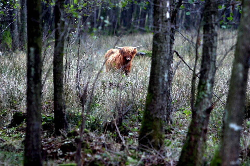 Et dyr av rasen skotsk høylandsfe på utmarksbeiete med skog rundt.