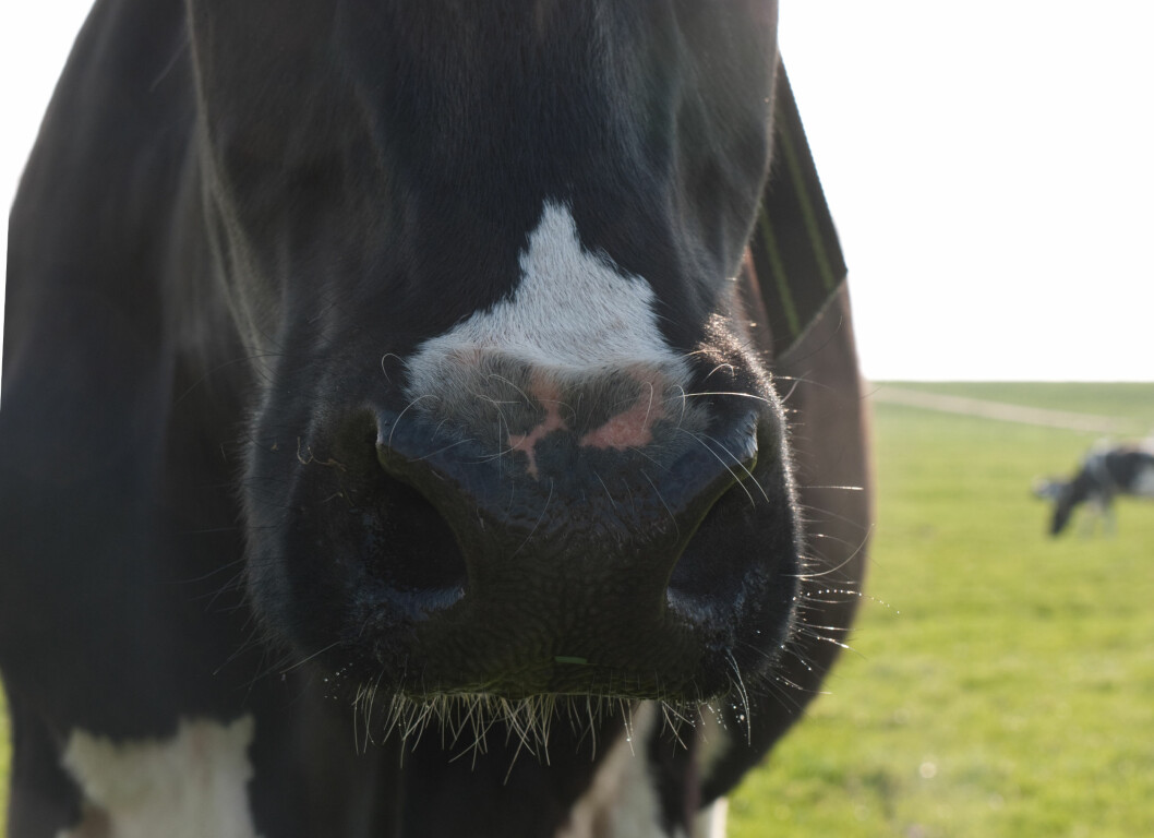 Holstein ligger nå en mule foran den røde rasen i Sverige. Foto. colourbox.com