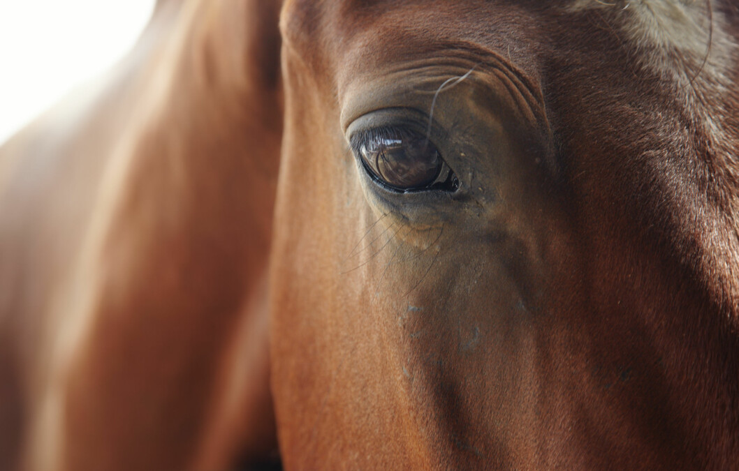 Hester er flokkdyr og er ikke skapt for å være aleine,skriver Länsstyrelsen i Sverige. Foto: colourbox.com