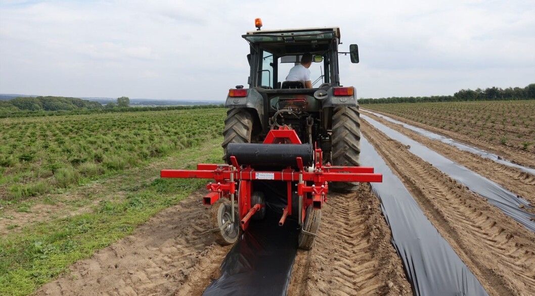 Den nedbrytbare bioplasten skal holde ugraset nede i juletrærnes første leveår. Foto: Teknologisk institutt Den nedbrytbare bioplasten skal holde ugraset nede i juletrærnes første leveår. Foto: Teknologisk institutt