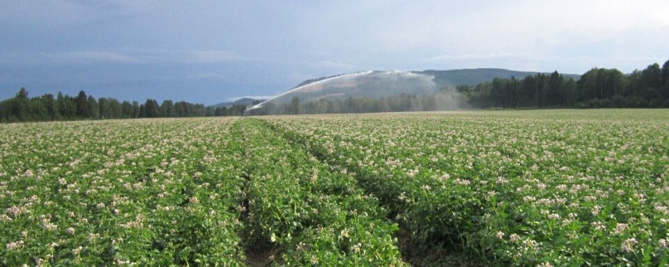 Når vanningsvogna går, er det vanskelig å roe nervene.