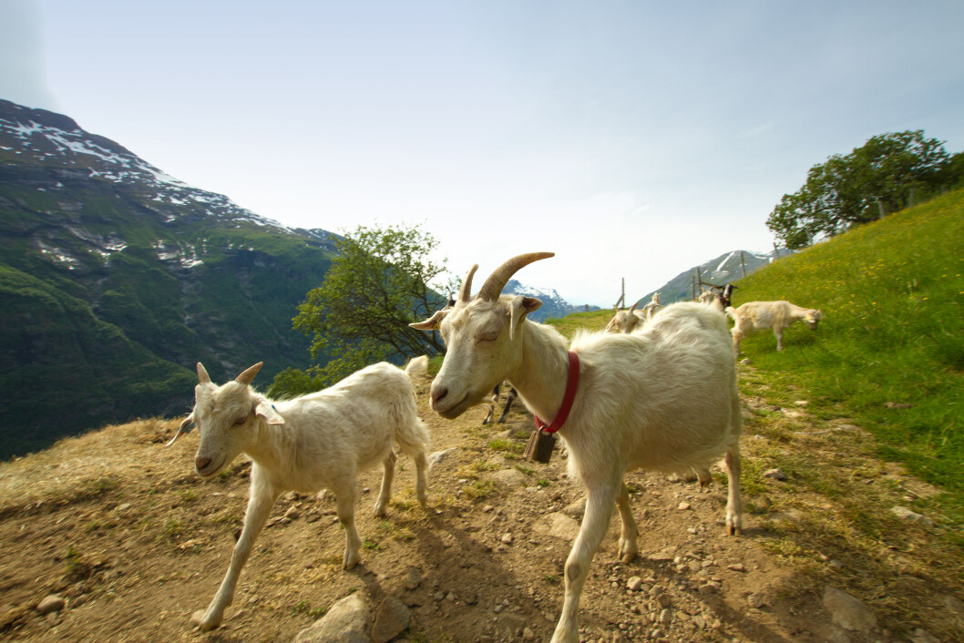 Norsk geit har noe som ingen andre har - nemlig ingen prionprotein. Foto: colourbox.com Norsk geit har noe som ingen andre har - nemlig ingen prionprotein. Foto: colourbox.com