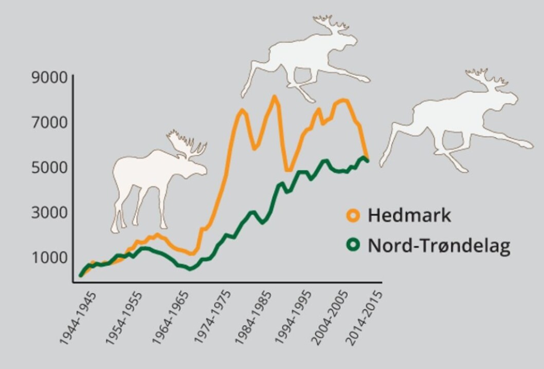 Som tabellen viser har Nord-Trøndelag tatt igjen Hedmark i antall felt elg. Tabell: Statistisk sentralbyrå Som tabellen viser har Nord-Trøndelag tatt igjen Hedmark i antall felt elg. Tabell: Statistisk sentralbyrå