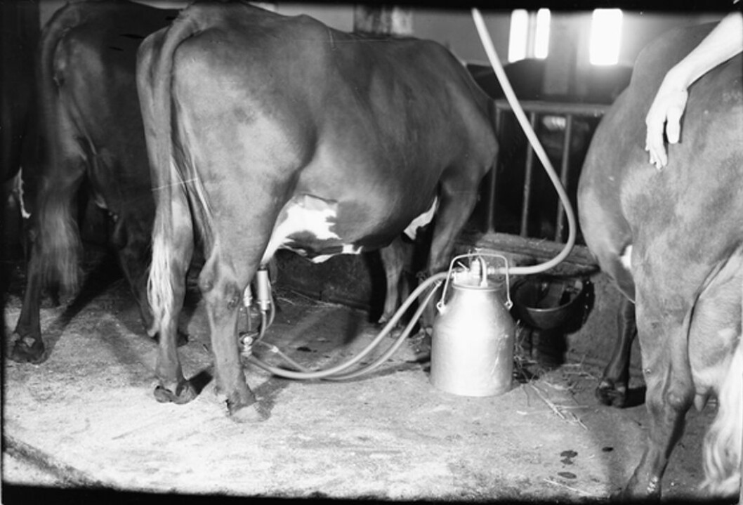 Det er kanskje ingen som ønsker seg tilbake denne metoden, men mjølk sto for en større del av landbruksinntekta for 60 år siden. Foto: Digitalt museum. Det er kanskje ingen som ønsker seg tilbake denne metoden, men mjølk sto for en større del av landbruksinntekta for 60 år siden. Foto: Digitalt museum.