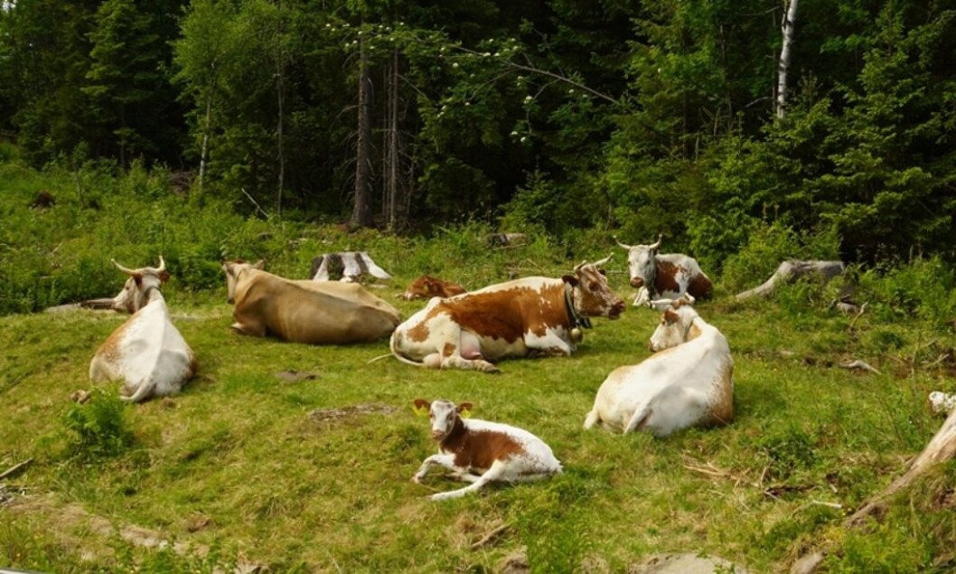 Målet er å samle så mange Telemarkskyr som mulig på fellesbeite til sommeren. Foto: Ellinor Dalen/Landslaget for Telemarkfe Målet er å samle så mange Telemarkskyr som mulig på fellesbeite til sommeren. Foto: Ellinor Dalen/Landslaget for Telemarkfe