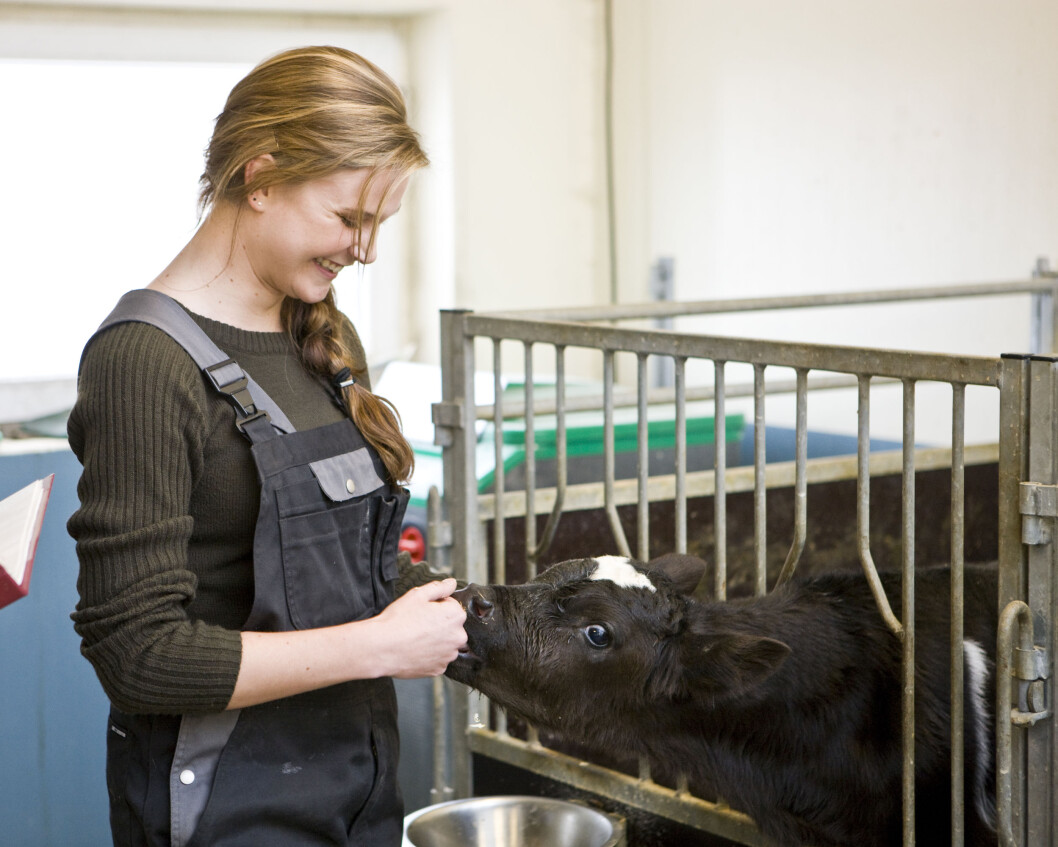 De fleste kalver i Norge har gode oppvekstvilkår. Foto: colourbox.com De fleste kalver i Norge har gode oppvekstvilkår. Foto: colourbox.com