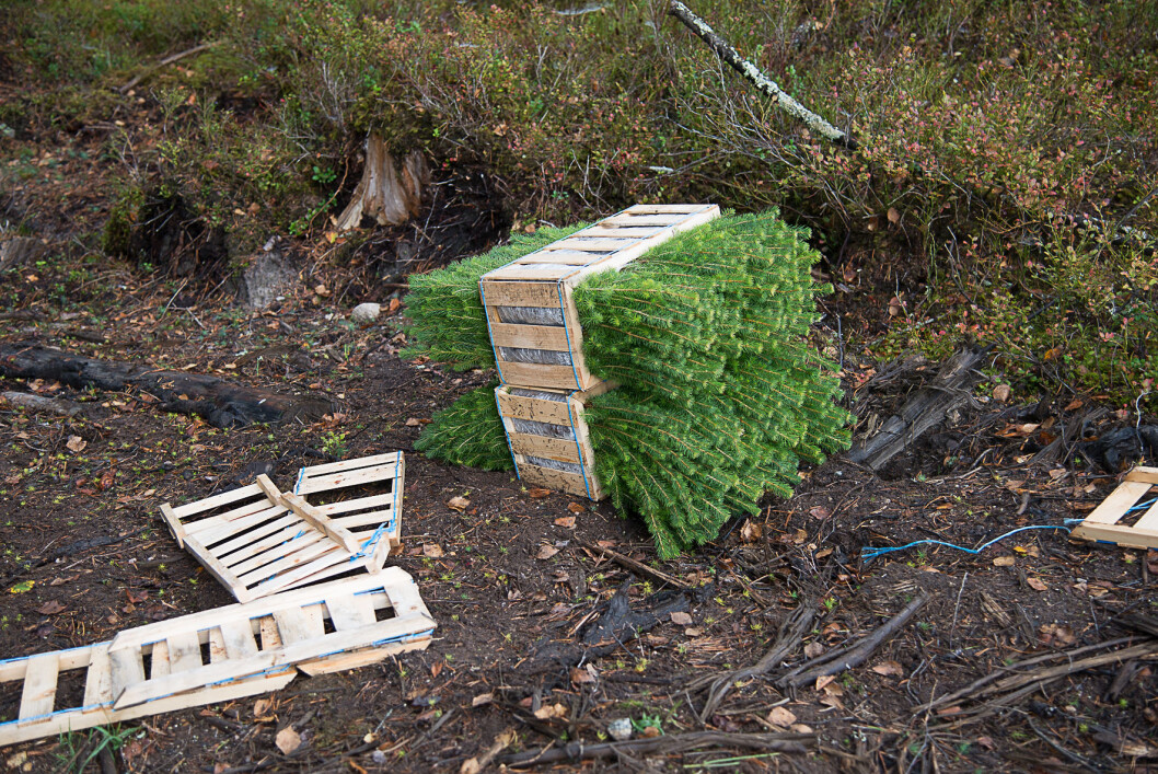 Over 34 millioner skogsplanter ble satt ut sist år. Foto: Erling Fløystad, NIBIO Over 34 millioner skogsplanter ble satt ut sist år. Foto: Erling Fløystad, NIBIO