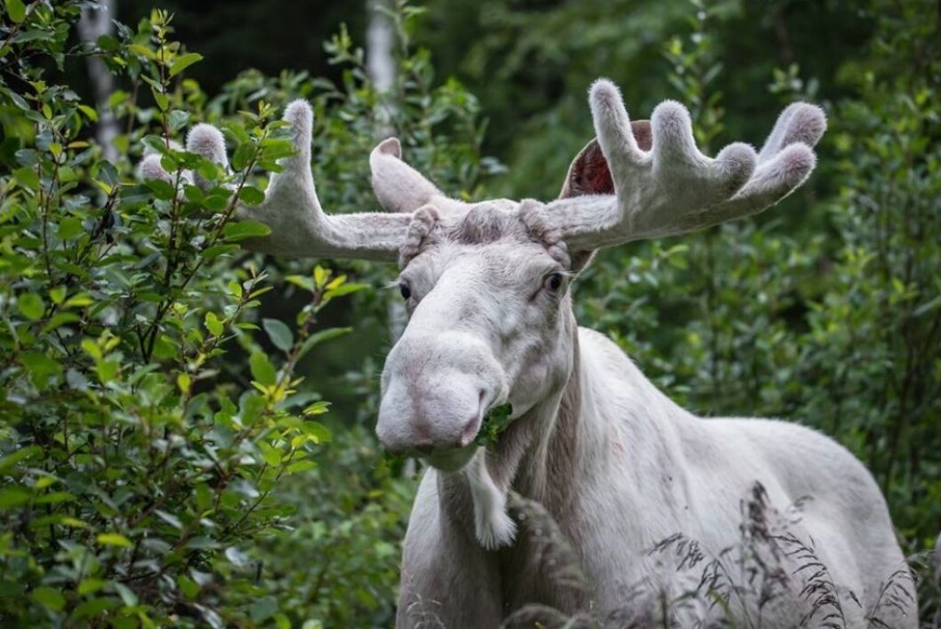 Den hvite kjendiselgen som ferdes i skogene rundt Arvika. Foto: Tage Bäck Den hvite kjendiselgen som ferdes i skogene rundt Arvika. Foto: Tage Bäck