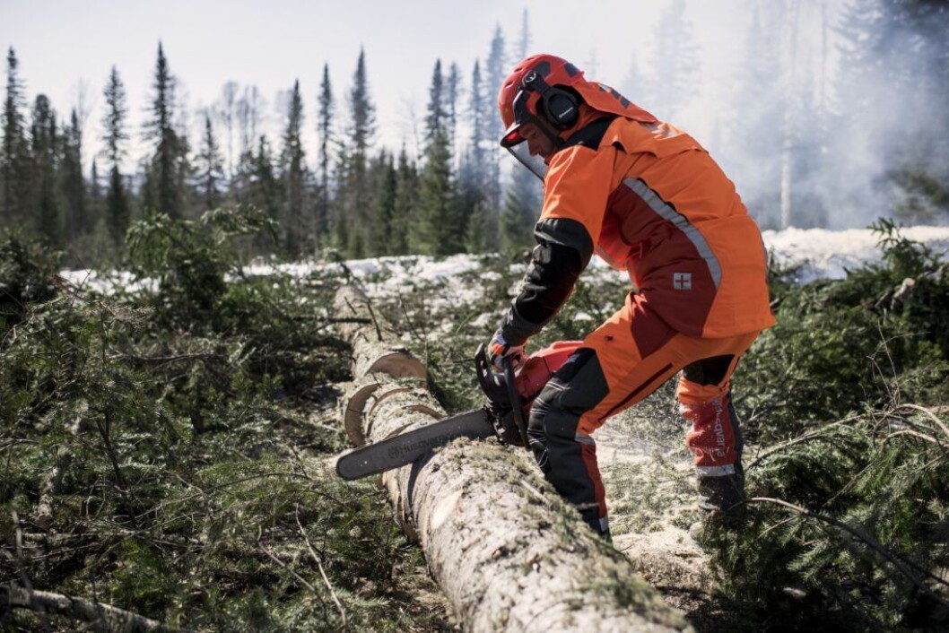 Husqvarnas nye 572XP i bruk. Pressefoto Husqvarnas nye 572XP i bruk. Pressefoto