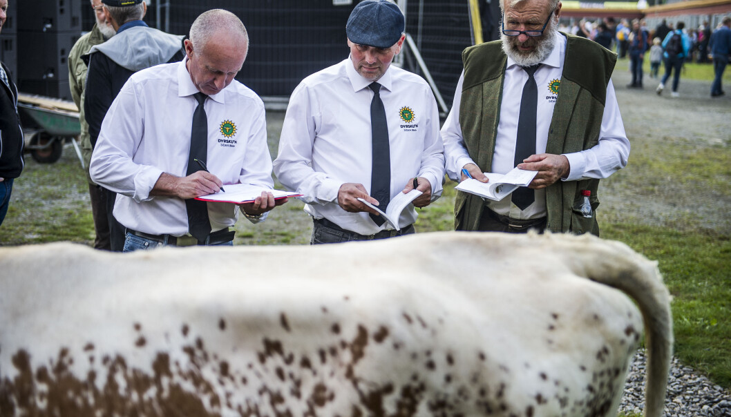 Dyrsku'n i Seljord. Foto: Dag Jenssen Dyrsku'n i Seljord. Foto: Dag Jenssen