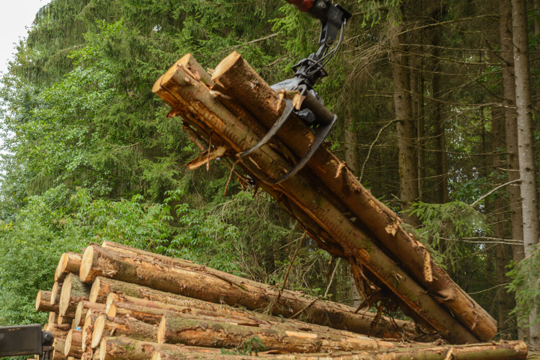 På nesten hver fjerde skogeiendom i Hedmark hogges det årlig. Foto: Colourbox.com På nesten hver fjerde skogeiendom i Hedmark hogges det årlig. Foto: Colourbox.com