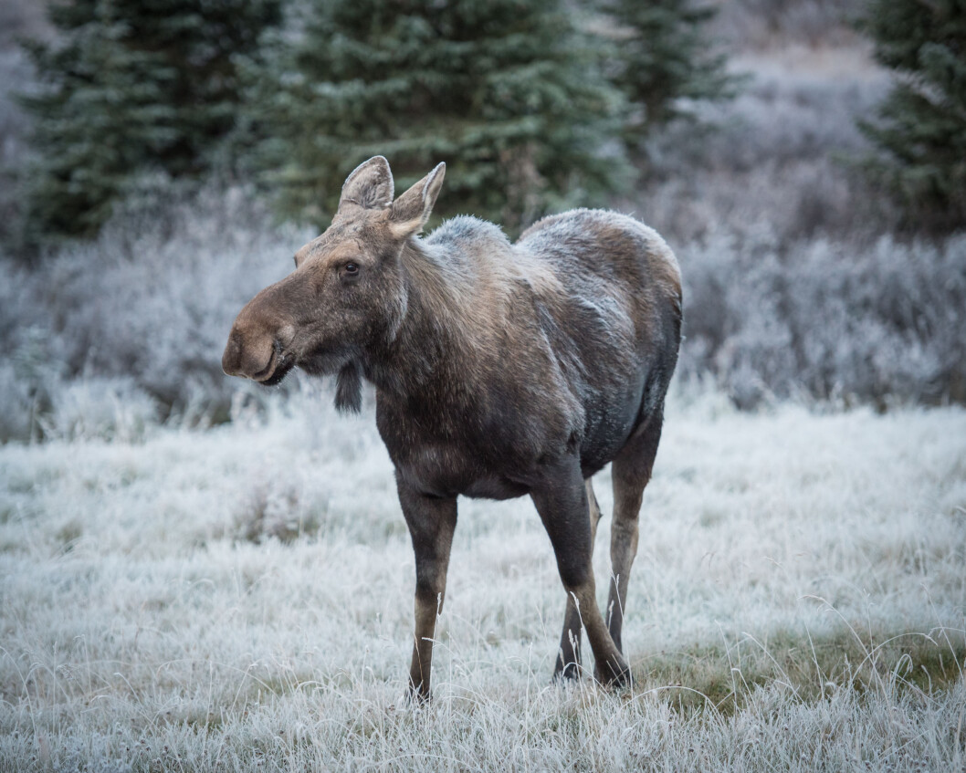 Nå braker det løs i Statskog sine skoger. Foto colourbox.com Nå braker det løs i Statskog sine skoger. Foto colourbox.com