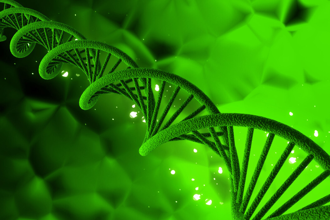 Mange ser genotyping av NRF-hunndyr som et nyttig redskap for å øke avlsframgangen i besetninga. Foto:colourbox.com Mange ser genotyping av NRF-hunndyr som et nyttig redskap for å øke avlsframgangen i besetninga. Foto:colourbox.com