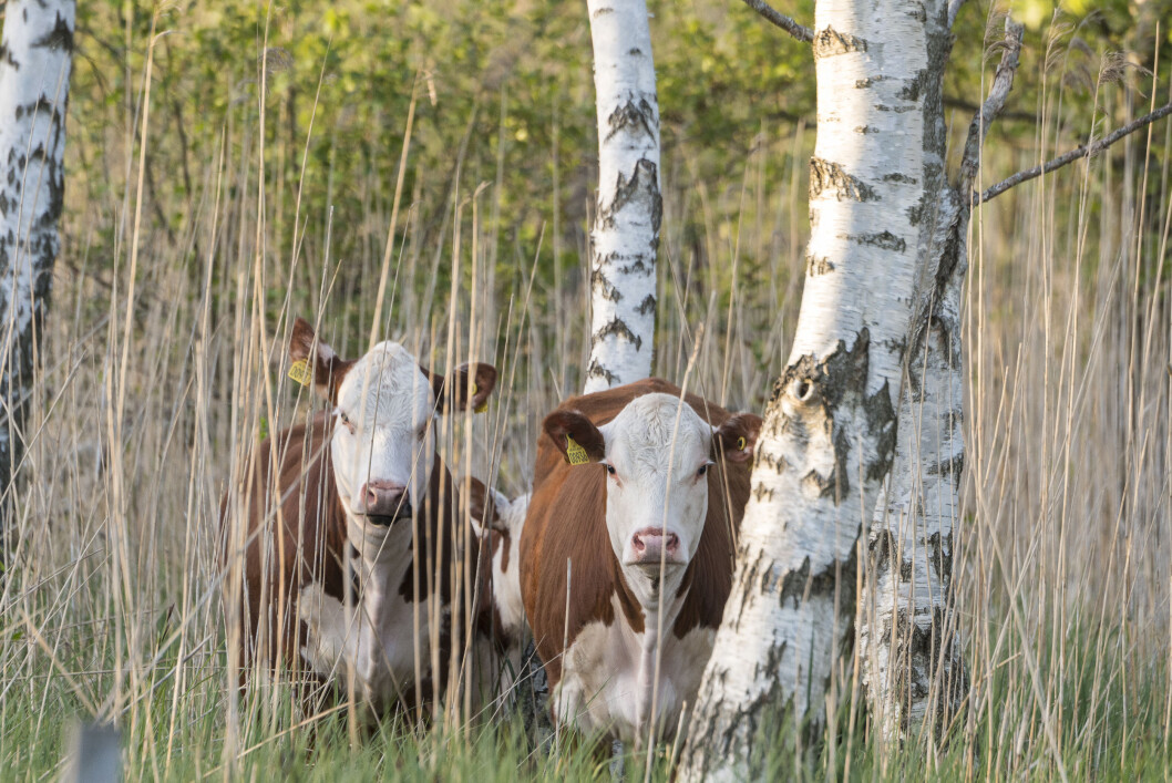 Kan ammekyr ta over for sauen i rovdyrutsatte områder og dermed også få bukt med underproduksjonen av storfekjøtt i Norge? Foto:colourbox.com Kan ammekyr ta over for sauen i rovdyrutsatte områder og dermed også få bukt med underproduksjonen av storfekjøtt i Norge? Foto:colourbox.com