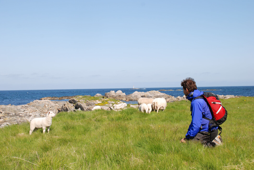 Er sauebønder ukuelige optimister som nekter å se røde tall i kvitauget? Foto: colourbox.com Er sauebønder ukuelige optimister som nekter å se røde tall i kvitauget? Foto: colourbox.com