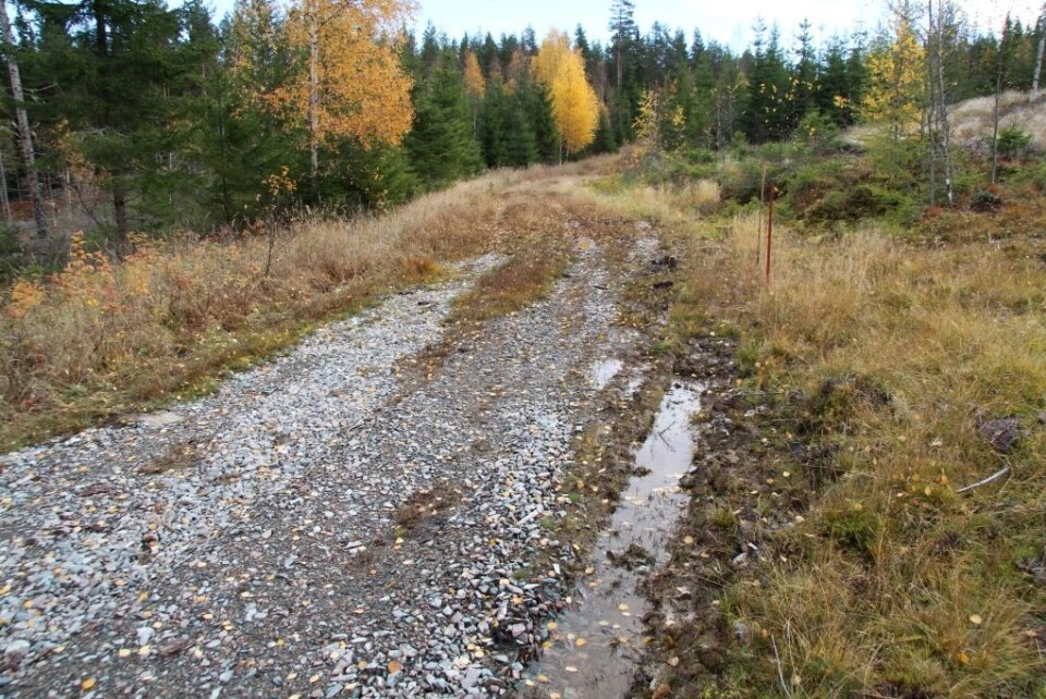 Snuplass på skogsvei.