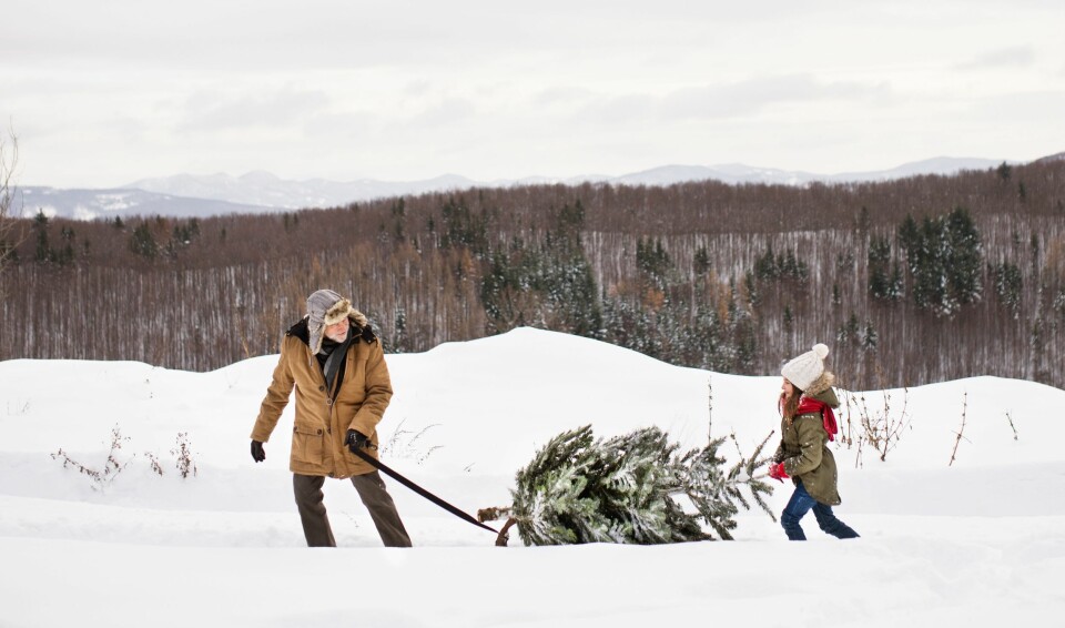 Eldre mann trekker et juletre etter seg i snøen, like bak går ei vinterkledd jente.