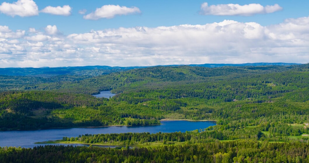 Nitrogengjødsling kan være en gunstig investering med lav egenandel. Foto: Yay images Nitrogengjødsling kan være en gunstig investering med lav egenandel. Foto: Yay images