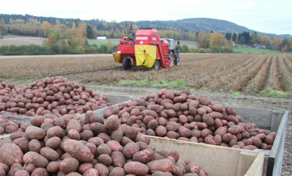 Det blir stadig færre potetbønder i Norge. Foto: H. Bjerke