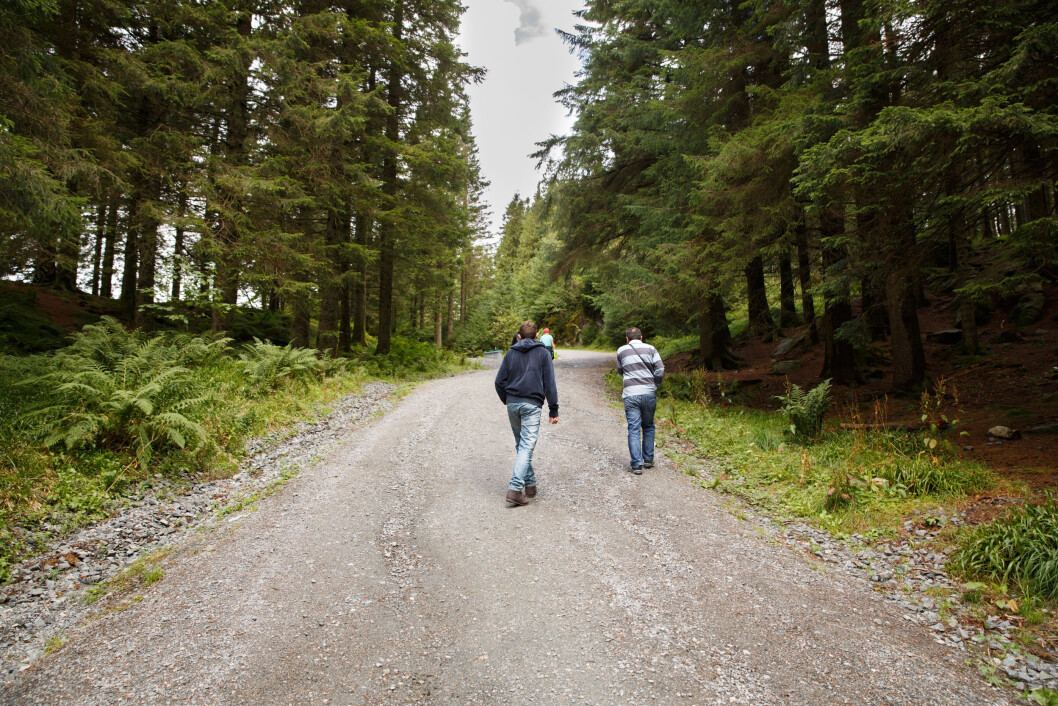 Det utbedres flere kilometer med eldre skogsbilveier enn det ferdigstilles nye. Foto: colourbox.com Det utbedres flere kilometer med eldre skogsbilveier enn det ferdigstilles nye. Foto: colourbox.com