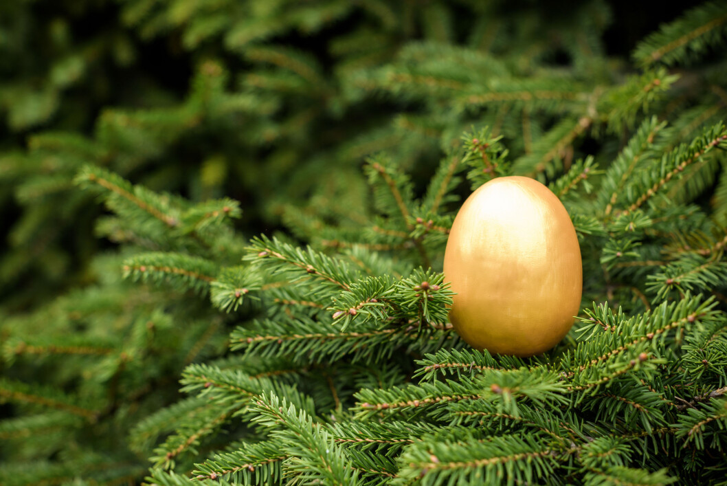 Vi tror ikke alle skogeiere synes de har lagt gullegget, men de kan i alle fall glede seg over at tømmerprisen er på veg opp. Foto: colourbox.com Vi tror ikke alle skogeiere synes de har lagt gullegget, men de kan i alle fall glede seg over at tømmerprisen er på veg opp. Foto: colourbox.com