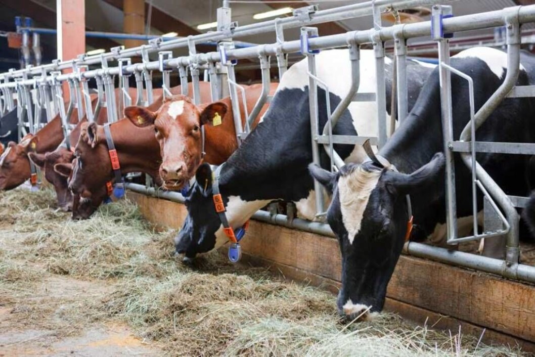Fanghekk er et nyttig redskap for både bonde, veterinær og inseminør. Foto: delaval Fanghekk er et nyttig redskap for både bonde, veterinær og inseminør. Foto: delaval
