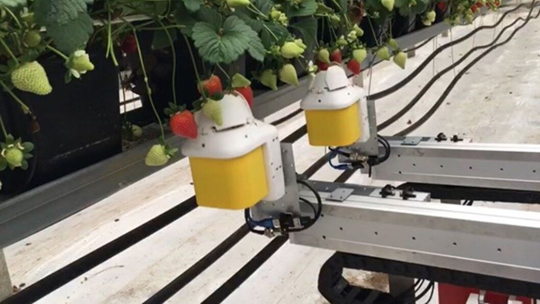Griperen på robotarmen har ingen problemer med å finne bær som henger aleine. Bær i klynger er en større utfordring.Foto: Ya Xiong/NMBU Griperen på robotarmen har ingen problemer med å finne bær som henger aleine. Bær i klynger er en større utfordring.Foto: Ya Xiong/NMBU