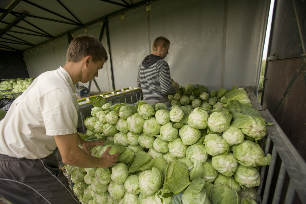 Arbeidstisynet vil særlig rette oppmerksomheten mot arbeids-og boiligforhold for utenlandske sesongarbeidere i sommer. Foto: colourbox.com Arbeidstisynet vil særlig rette oppmerksomheten mot arbeids-og boiligforhold for utenlandske sesongarbeidere i sommer. Foto: colourbox.com