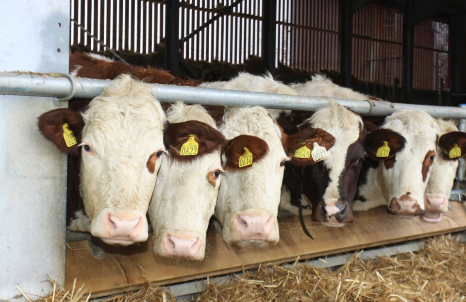 Volumprodusentenes tid?