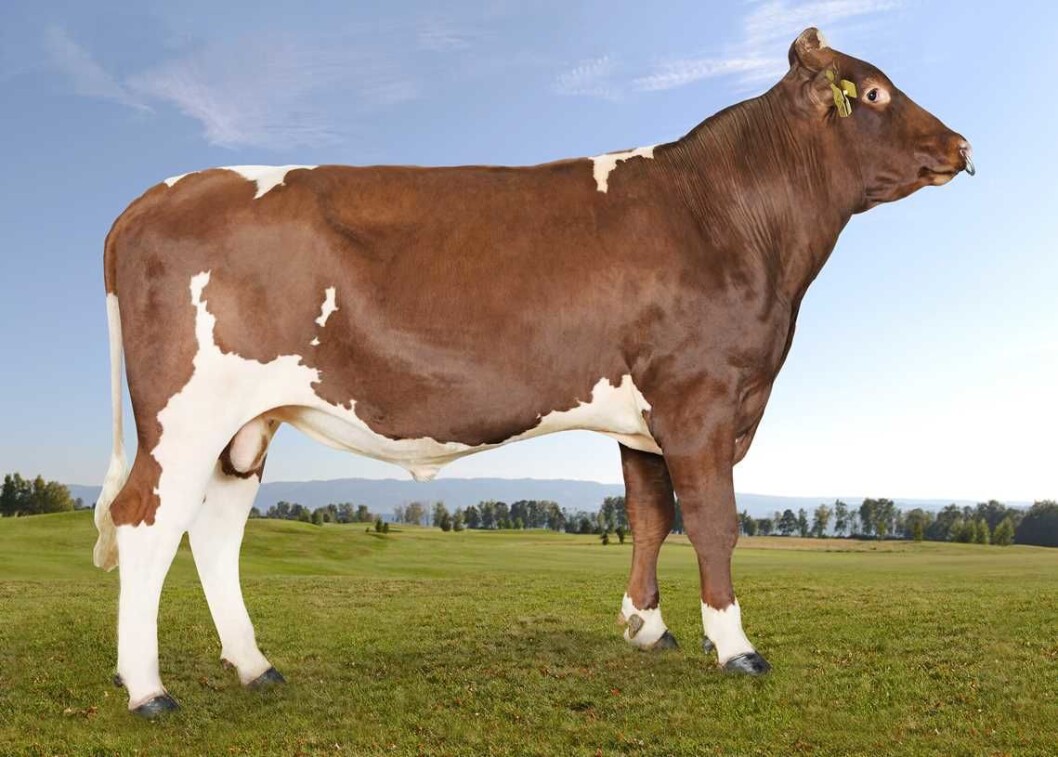 11921 Krovoll topper lista over de 24 eliteoksene med en avlsveri på 28. Foto: Jan Arve Kristiansen 11921 Krovoll topper lista over de 24 eliteoksene med en avlsveri på 28. Foto: Jan Arve Kristiansen