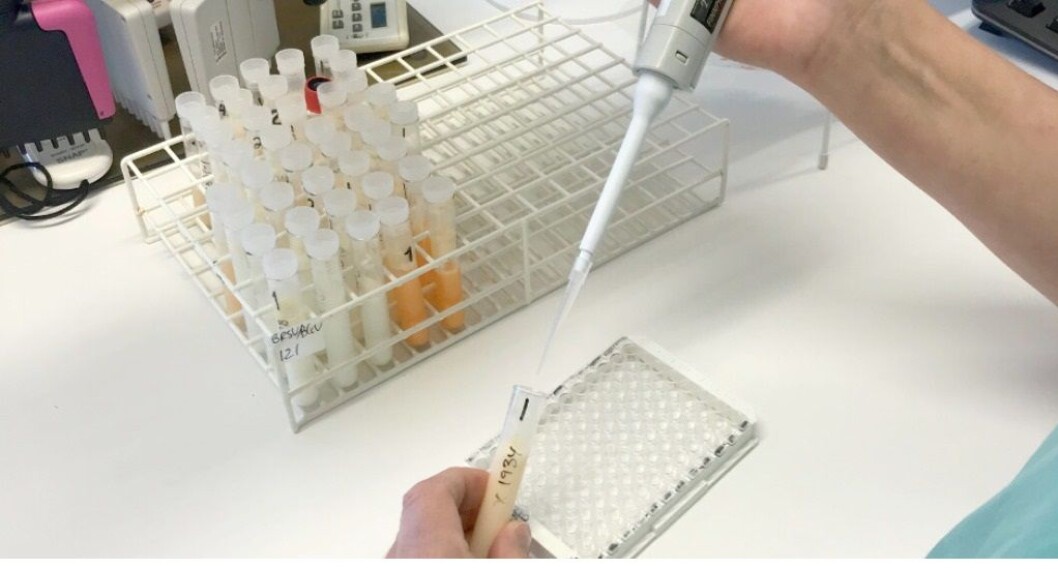 Analysen av mjølkeprøven gjøres på Mastittlaboratoriet i Molde. Foto: Synnøve Strand Flemmen, Tine Analysen av mjølkeprøven gjøres på Mastittlaboratoriet i Molde. Foto: Synnøve Strand Flemmen, Tine