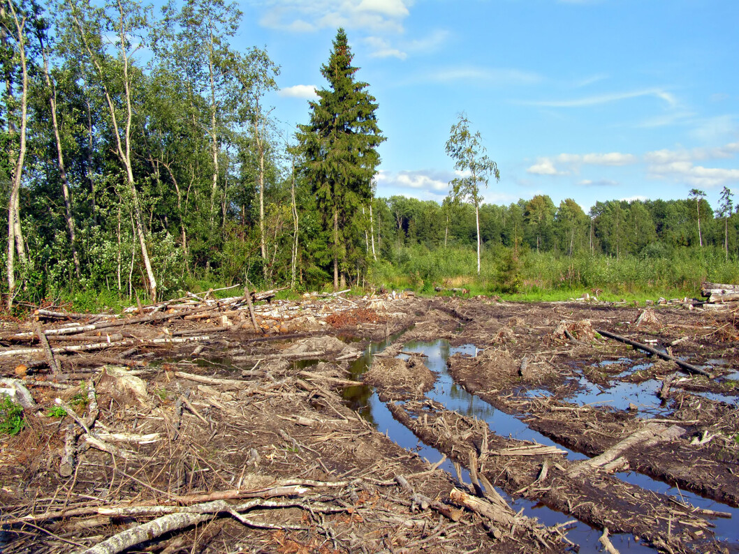 Laserteknologi kan hjelpe maskinførerne til å unngå kjøreskader i skogen. Foto: colourbox.com Laserteknologi kan hjelpe maskinførerne til å unngå kjøreskader i skogen. Foto: colourbox.com