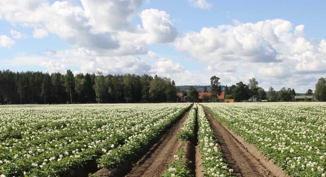 Potetåker i blomst. Potetåker i blomst.