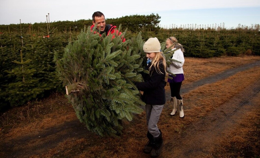 Noen har brukt år på å dyrke fram juletreet ditt. #ingenjulutenbonden Foto: Colourbox Noen har brukt år på å dyrke fram juletreet ditt. #ingenjulutenbonden Foto: Colourbox