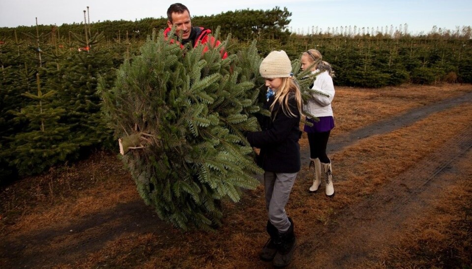 Ingen jul uten juletre