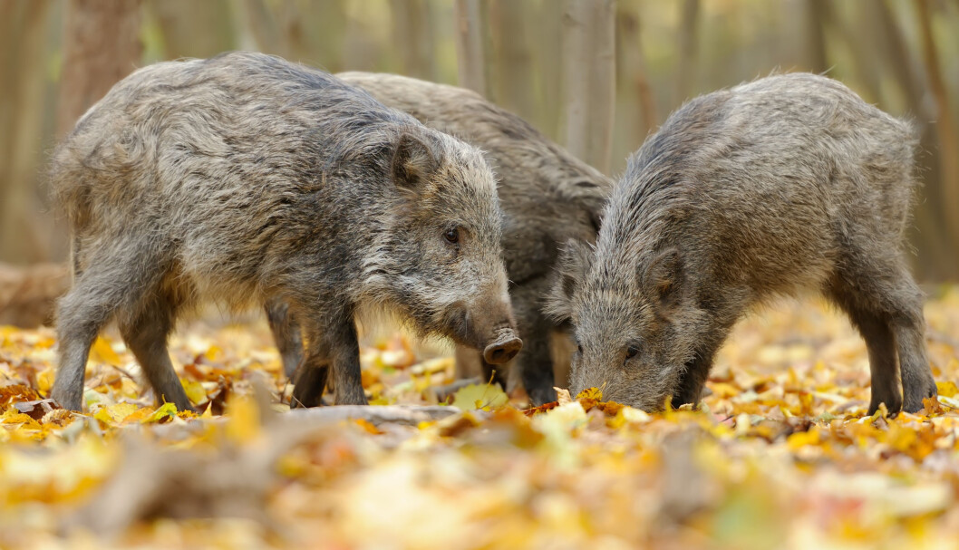 Mattilsynet ber folk om å ikke kaste matavfall fra land med sjukdommen i naturen. Da kan smitten spres med villsvin. Foto: colourbox.com Mattilsynet ber folk om å ikke kaste matavfall fra land med sjukdommen i naturen. Da kan smitten spres med villsvin. Foto: colourbox.com