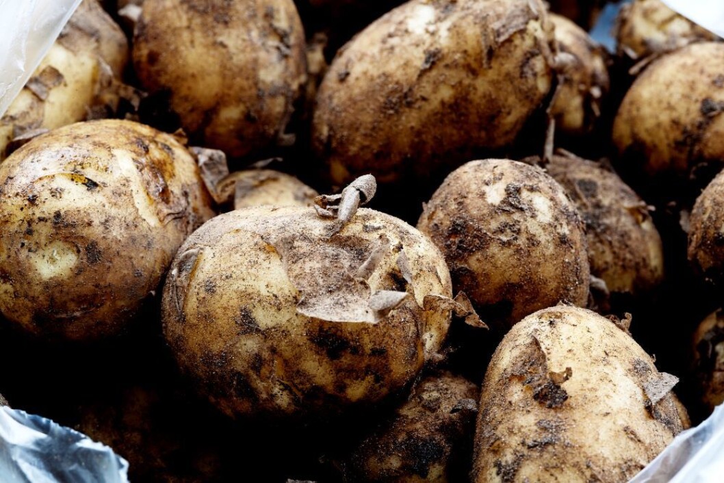 Årets første poteter er ikke for hvermansen når de koster 1500 kroner per kilo. Foto: colourbox.com Årets første poteter er ikke for hvermansen når de koster 1500 kroner per kilo. Foto: colourbox.com