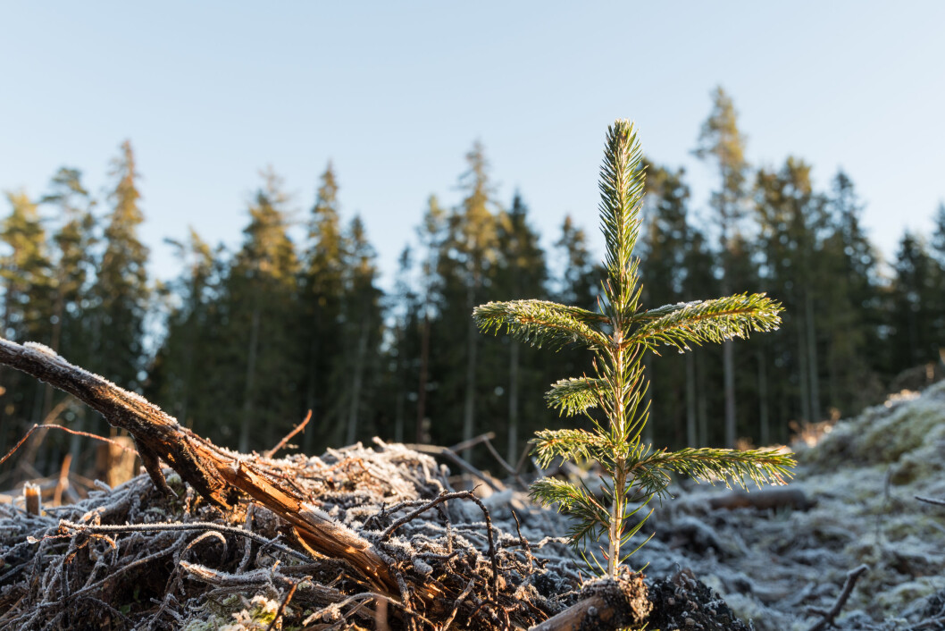 Skogplantinga har økt jevnt og trutt i areal de siste sju åra. Foto: colourbox.com Skogplantinga har økt jevnt og trutt i areal de siste sju åra. Foto: colourbox.com