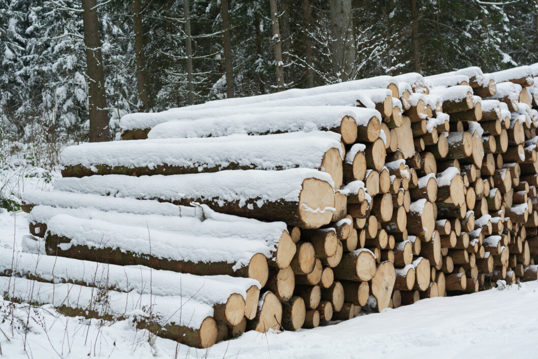 Denne vinteren er det hogd tre millioner kubikkmeter tømmer til industrivirke. Foto: colourbox.com