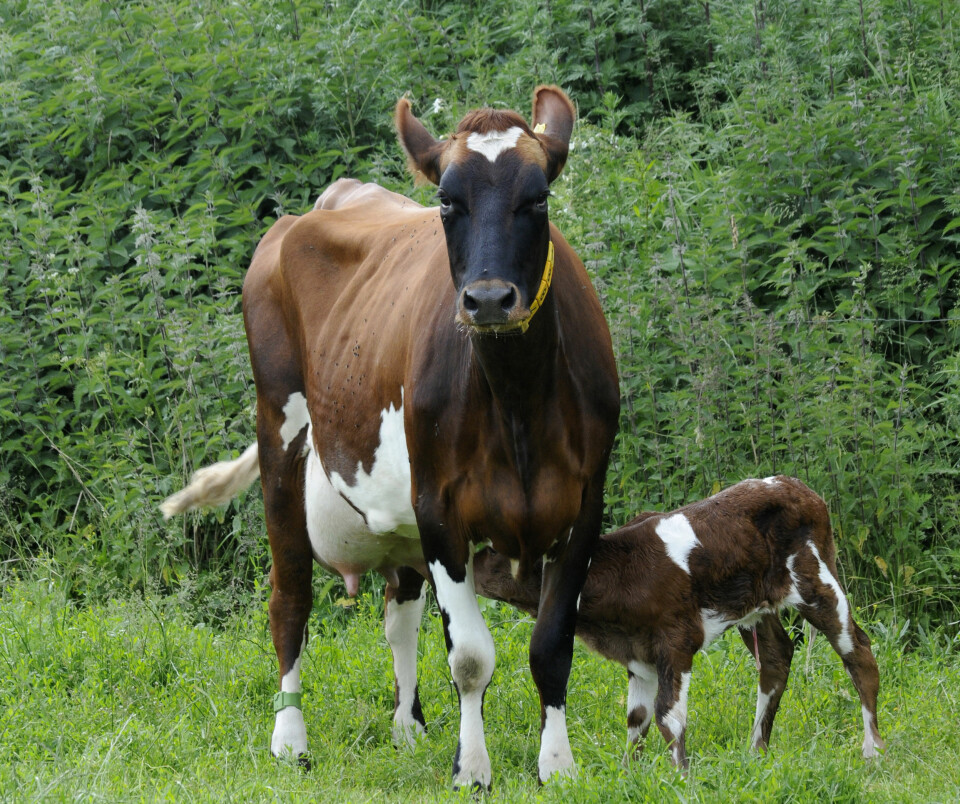 Kalv som drikker melk fra kua ute i grønne omgivelser.