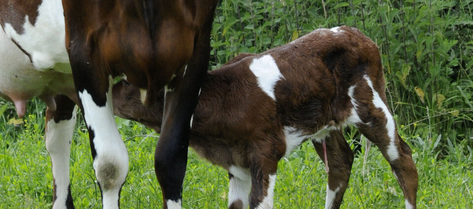 Kalven går med mora i fire dager