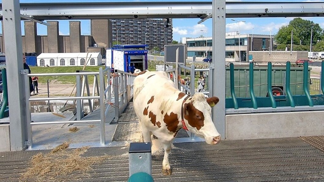 Denne kua er en del av besetningen som skal slå seg ned i det flytende fjøset i havna i Rotterdam. Denne kua er en del av besetningen som skal slå seg ned i det flytende fjøset i havna i Rotterdam.