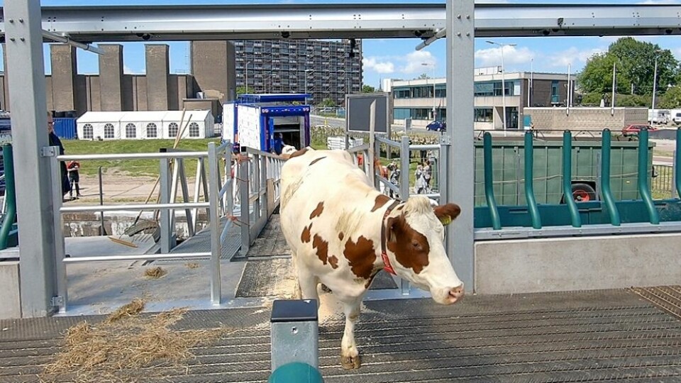 Denne kua er en del av besetningen som skal slå seg ned i det flytende fjøset i havna i Rotterdam.
