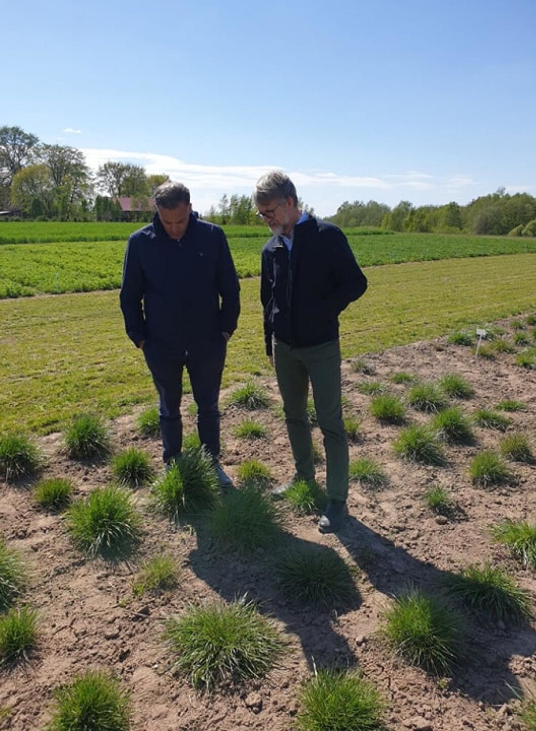 Prosjektleder Odd Arne Rognli (t.h.) inspiserer et forsøksfelt med raigras i Latvia. Foto: Graminor Prosjektleder Odd Arne Rognli (t.h.) inspiserer et forsøksfelt med raigras i Latvia. Foto: Graminor