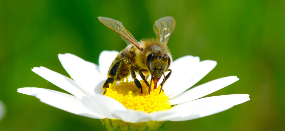 Ta vare på biene. Foto: Colourbox