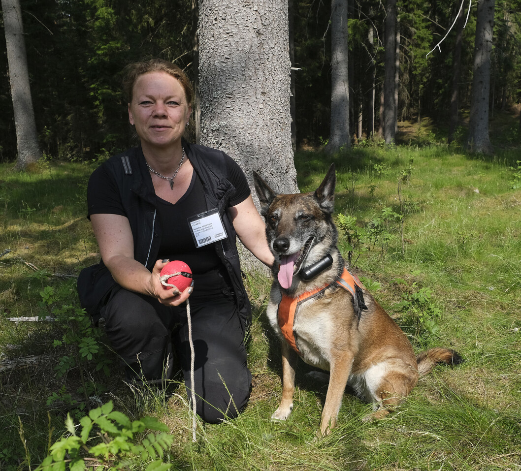 En hund er mer effektiv i jakten på barkbillene enn hva menneskene er, påstår Anette Johansson. Foto:SkogsElmia En hund er mer effektiv i jakten på barkbillene enn hva menneskene er, påstår Anette Johansson. Foto:SkogsElmia