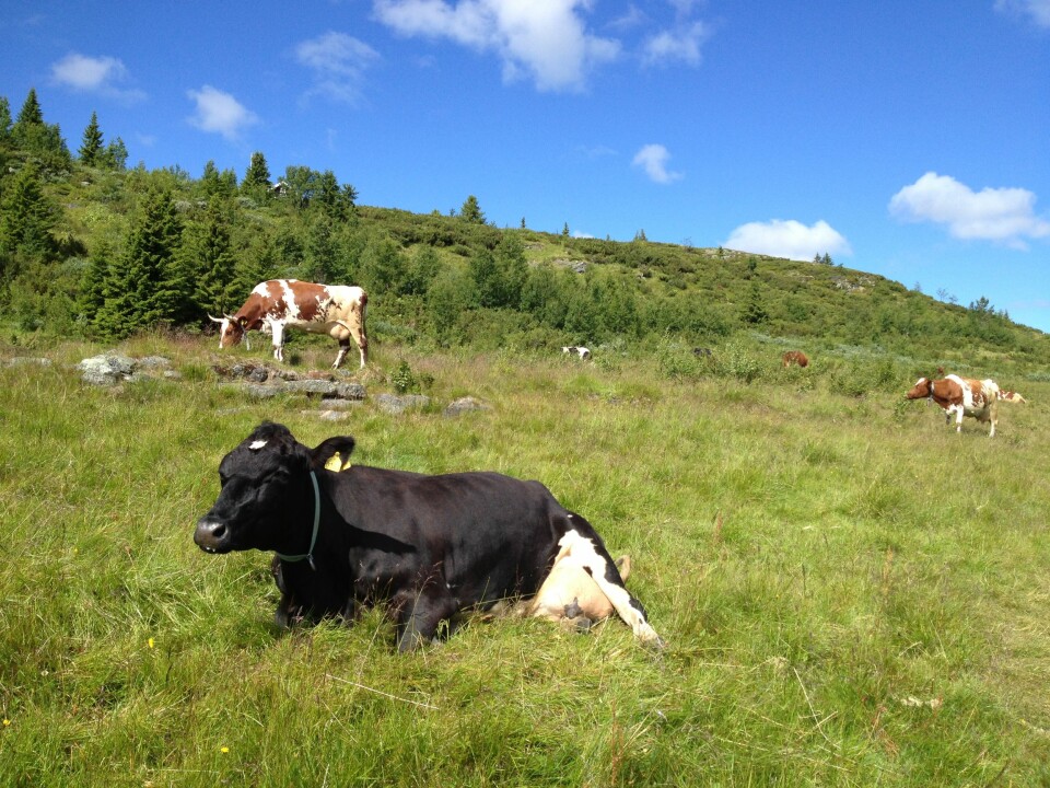 Kyr er som regel ålreite dyr, men det er smart å ta sine forholdsregler, særlig hvis hu har kalv. Her sommerbeite i Valdres.
