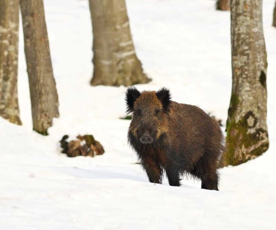 Ny tiltaksplan mot villsvin